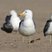 California Gull